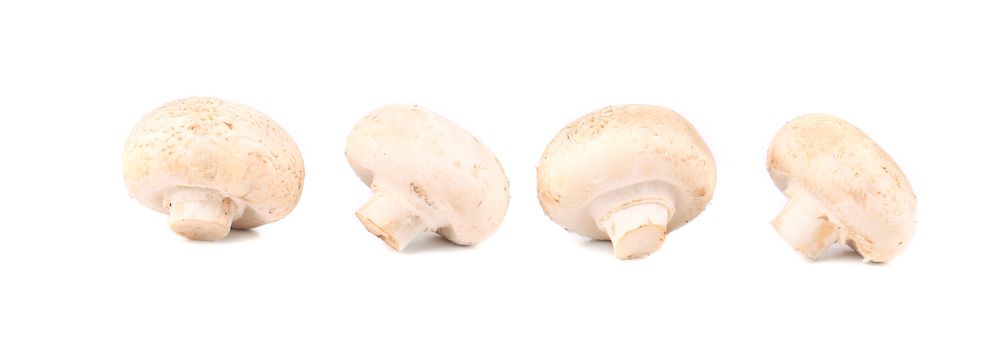 White mushrooms close up. Isolated on a white background.