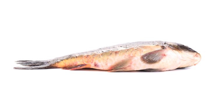 Mirror carp. Isolated on a white background.