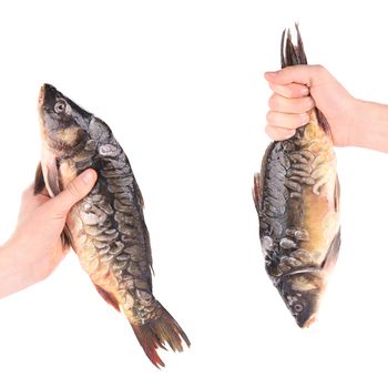 Hand holds fresh mirror carp. Isolated on a white background.