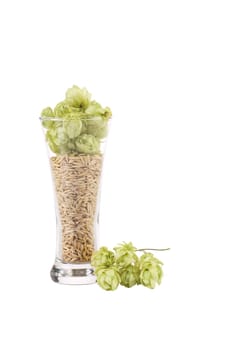 Tall glass full of grains and hop. Isolated on a white background.