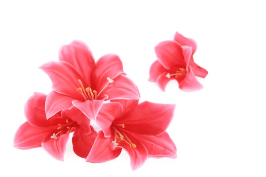 Closeup of pink flowers. Isolated on a white background.