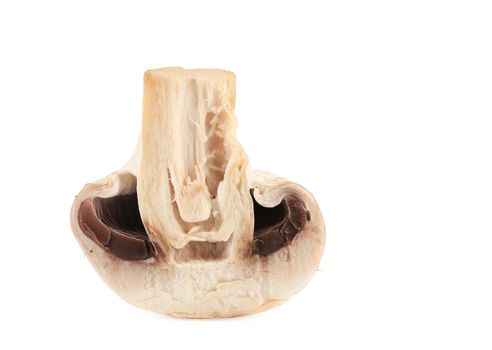 White mushroom close up. Isolated on a white background.