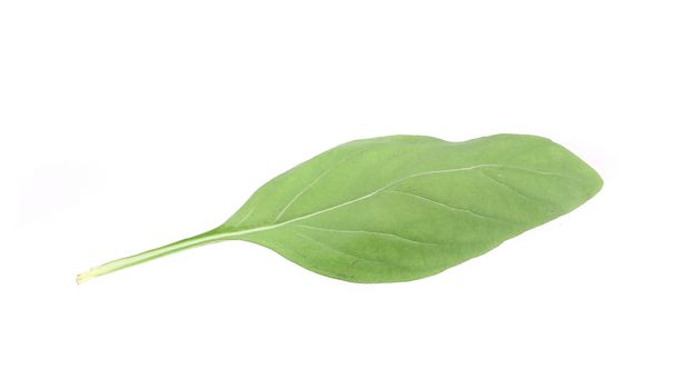 Close up of green fresh basil. Isolated on a white background.