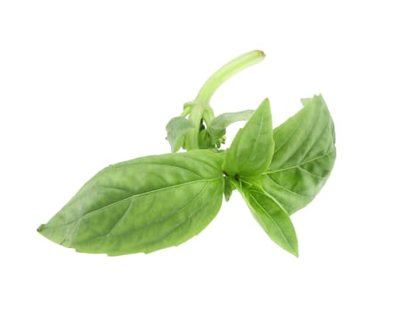 Close up of green fresh basil. Isolated on a white background.