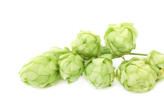 Hop flower green petals. Isolated on a white background.