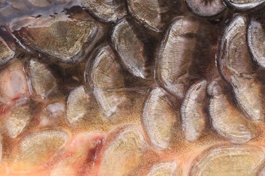 Scales of fish close up. Close up. Whole background.