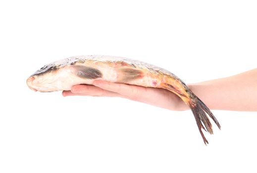 Hand holding fish carp. Isolated on a white background.
