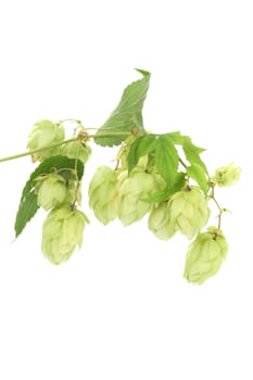 Close up of hop flowers. Isolated on a white background.