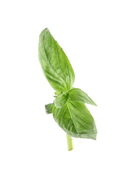 Basil leaf. Isolated on a white background.