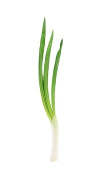 Green onion. Isolated on a white background.