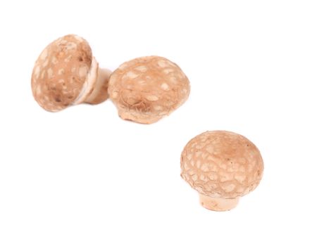 Fresh mushroom champignon. Isolated on a white background.