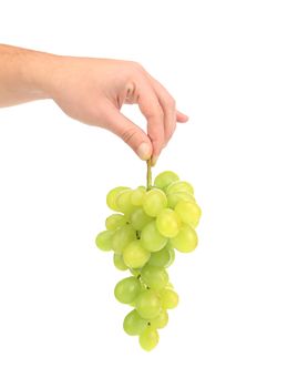 Hand holds white grapes. Isolated on a white background.