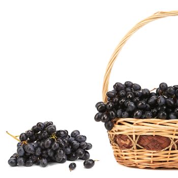 Dark grapes in a wicker basket. Whole background.