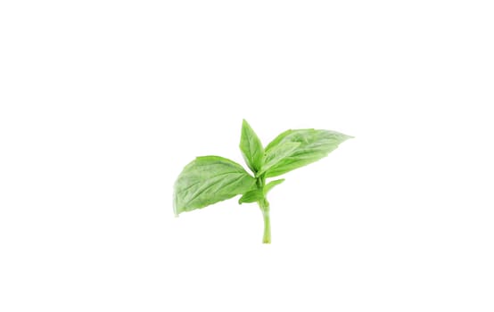 Close up of basil leaves. Isolated on a white background.