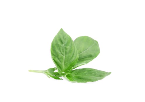 Close up of basil leaves. Isolated on a white background.