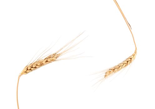 Two ears of wheat close up. Isolated on a white background.