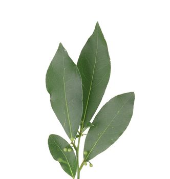 Bay leaves. Isolated on a white background.