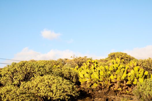Cactus in the Desert at Sunset Tenerife South Canary Islands Spain