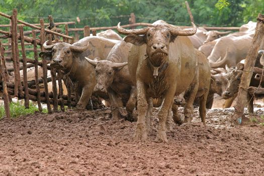 thai buffalo