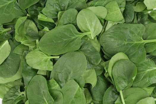 Fresh spinach closeup. Isolated on a white background.