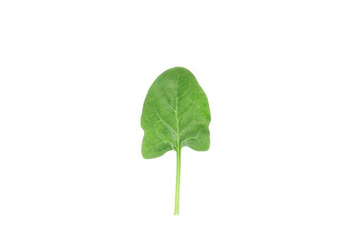 Spinach leaf. Isolated on a white background.
