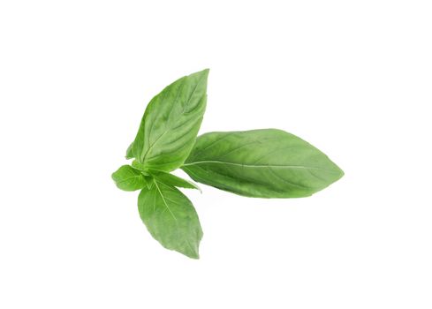 Basil. Isolated on a white background.