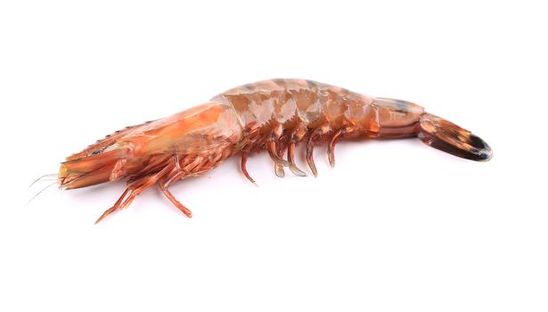 Raw tiger shrimp. Isolated on a white background.