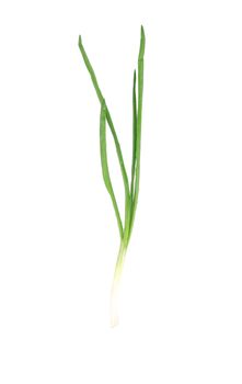 Fresh spring onion. Isolated on a white background.