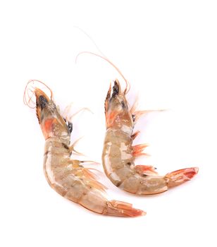 Two tiger shrimps. Isolated on a white background.