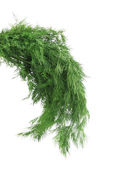 Fresh dill herb. Isolated on a white background.