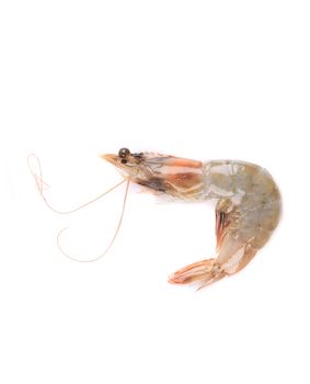 Fresh uncooked shrimp. Isolated on a white background.