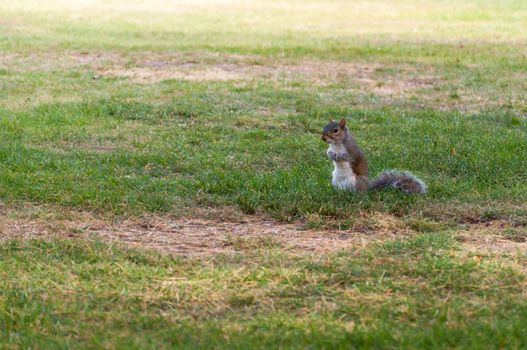 Squirrel sitting on grass in a park