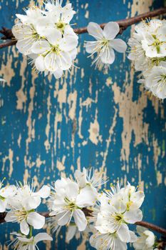 Spring flowers on wooden background. Plum blossom. Copy space. Top view