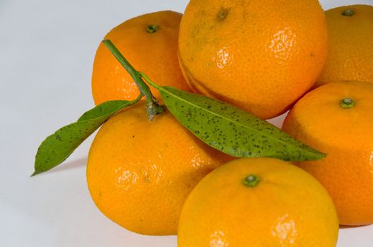 Several fresh mandarins with leaf on white background 