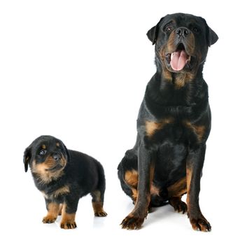 puppy and adult rottweiler in front of white background