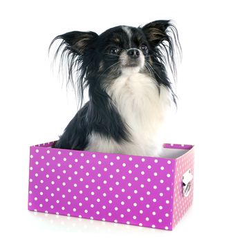 chihuahua in box in front of white background