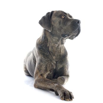 italian mastiff in front of white background