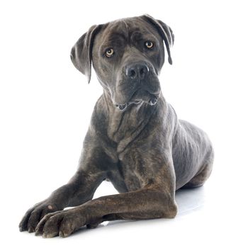 italian mastiff in front of white background