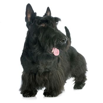Scottish Terrier in front of white background