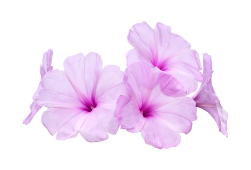 Pink morning glory flowers on white background