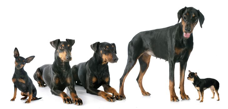 black dogs in front of white background