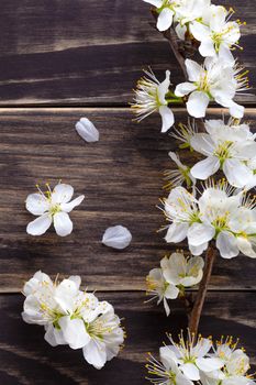 Spring flowers on wooden table background. Plum blossom. Top view 