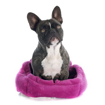 portrait of a purebred french bulldog in front of white background