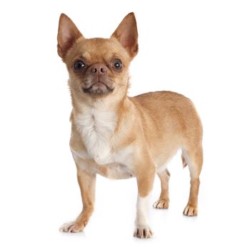 purebred  chihuahua in front of white background