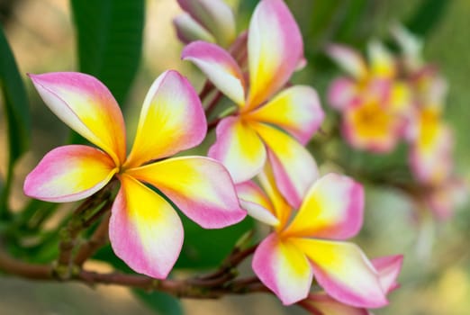 Branch of tropical flowers frangipani (plumeria) of thailand