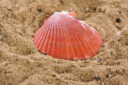 A classic 'Shell' shell turned over on orange beach sand.