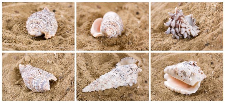 Collage of shells on the sand