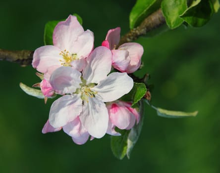 Apple blossoms in spring can use as background