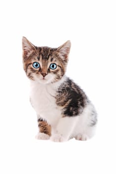 a brown and white tabby kitten with blue eyes on a white background