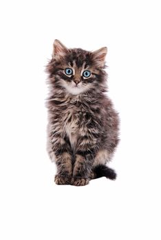 Adorable fluffy tabby kitten with blue eyes on a white background